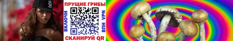 купить   Славск  Псилоцибиновые грибы мухоморы 